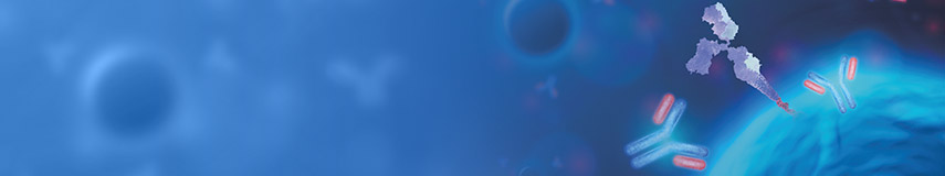 DXD Monoclonal Antibody-新一代ADC藥代動(dòng)力學(xué)(PK)分析工具